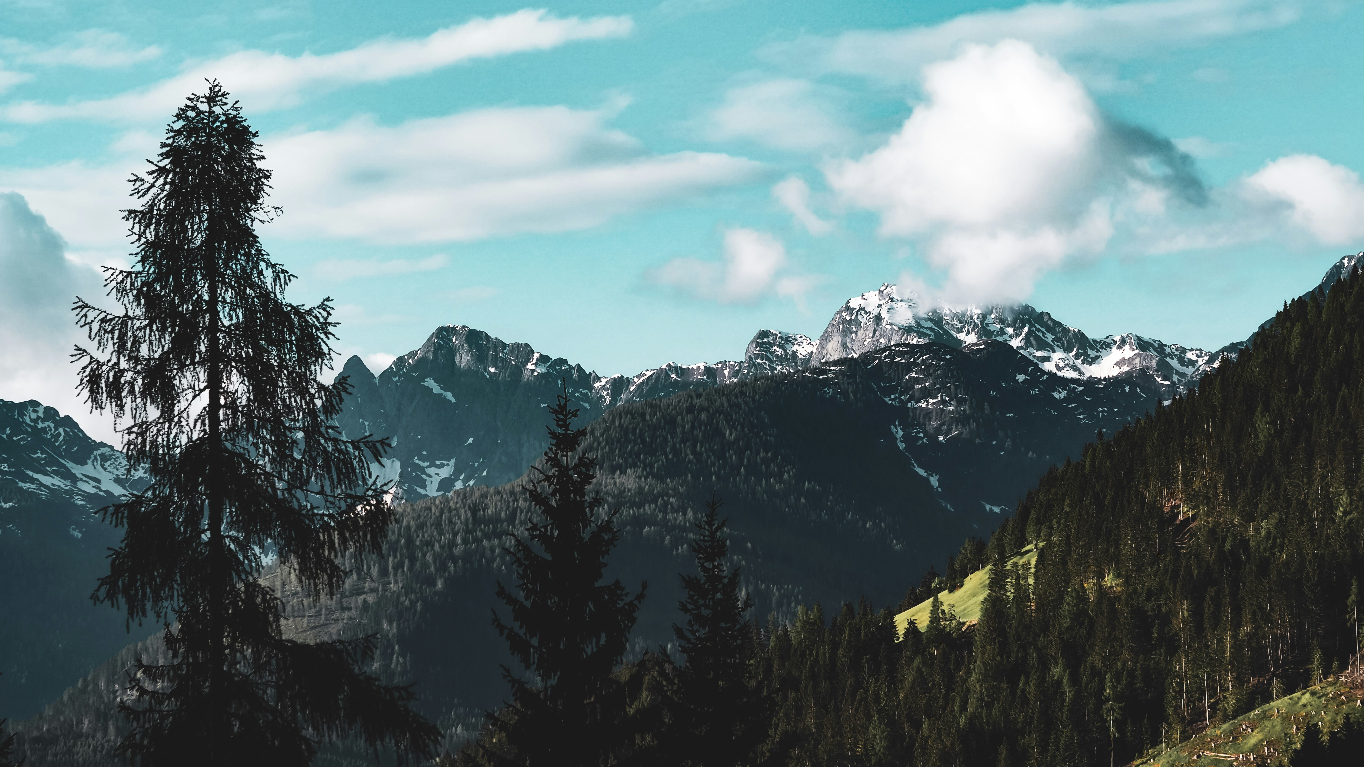 green trees near snow covered mountain during daytime